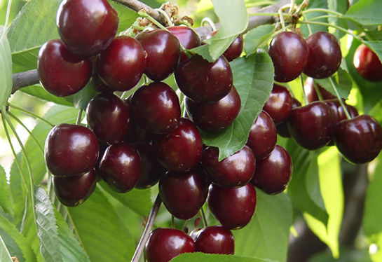 Kiraz Bakımı Nasıl Yapılır?