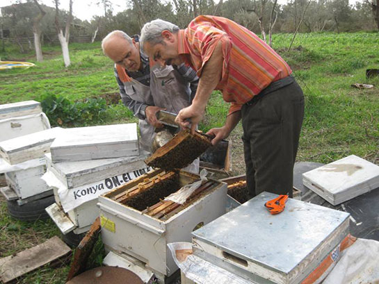 Kışın Arı Bakımı Nasıl Yapılır?