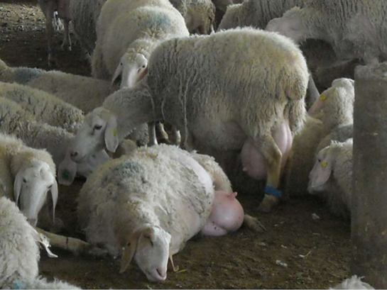 Koyun Bakımı Nasıl Yapılır?