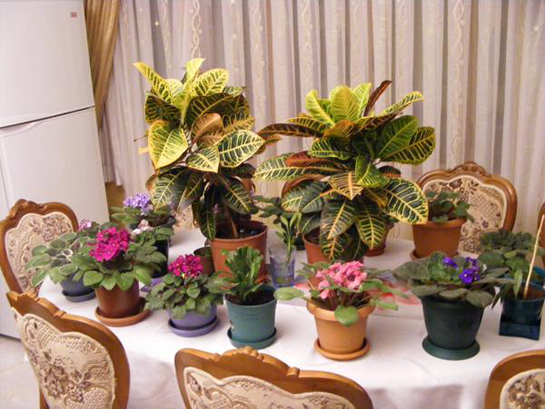 Kraton Çiçeği Bakımı Nasıl Yapılır?