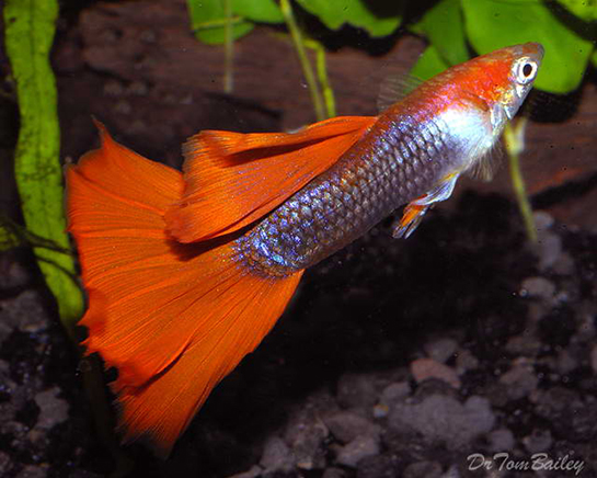 Lepistes Bakımı Nasıl Yapılır?