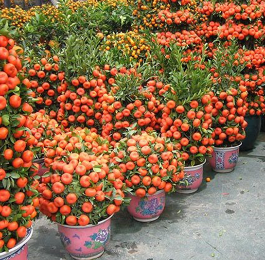 Mandalina Ağacı Bakımı Nasıl Yapılır?
