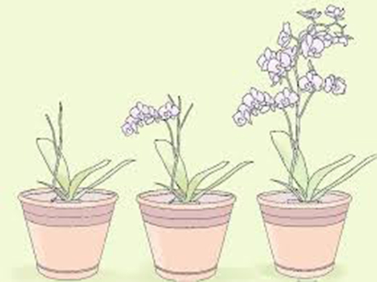 Mini Orkide Bakımı Nasıl Yapılır?