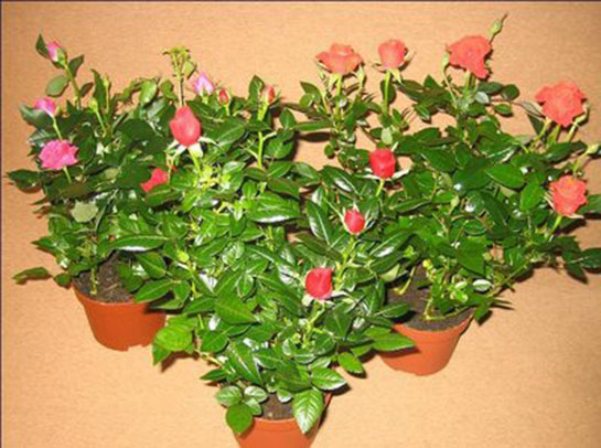 Minyatür Gül Bakımı Nasıl Yapılır?