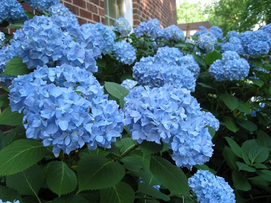 Ortanca Çiçeği Bakımı Nasıl Yapılır?