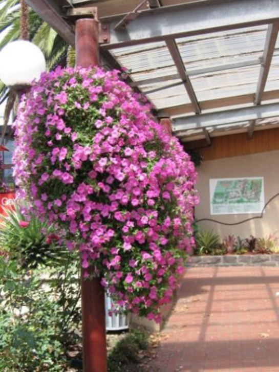 Petunya Bakımı Nasıl Yapılır?