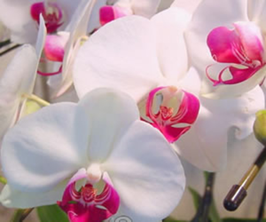Phalaenopsis Orkide Bakımı Nasıl Yapılır?
