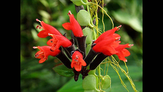 Ruj Çiçeği Bakımı Nasıl Yapılır?