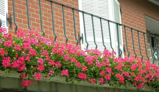 Sakız Sardunya Bakımı Nasıl Yapılır?