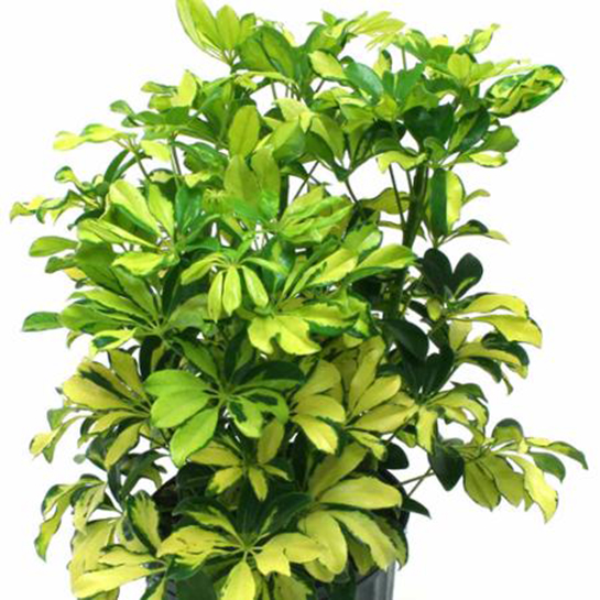 Şeflera Çiçeği Bakımı Nasıl Yapılır?