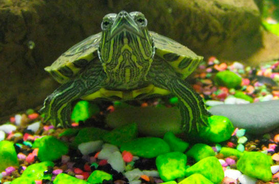 Su Kaplumbağası Bakımı Nasıl Yapılır?