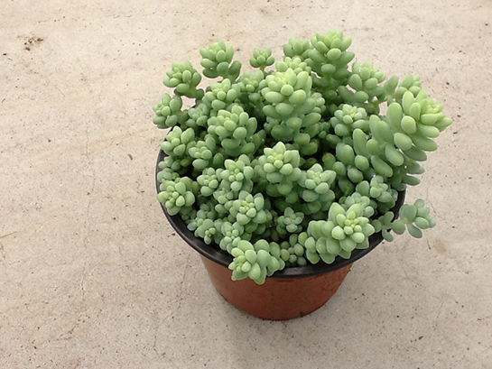 Sukulent Bakımı Nasıl Yapılır?