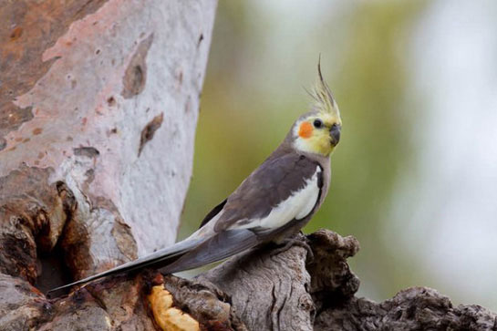 Sultan Papağanı Bakımı Nasıl Yapılır?