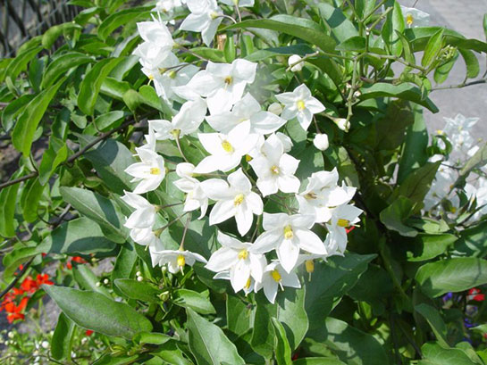 Yasemin Çiçeğine Nasıl Bakılır?