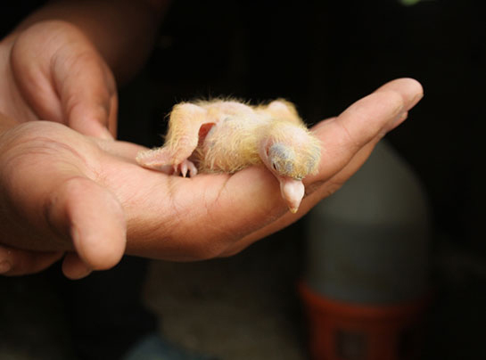 Yavru Güvercin Bakımı Nasıl Yapılır?