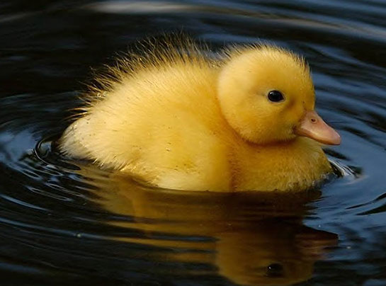 Yavru Ördek Bakımı Nasıl Yapılır?