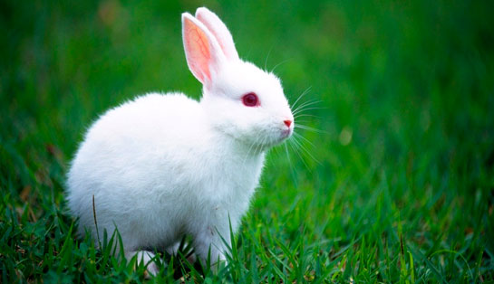 Yavru Tavşan Bakımı Nasıl Yapılır?