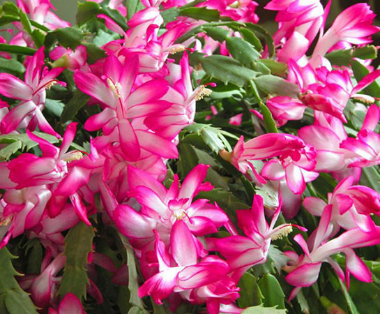 Yılbaşı Çiçeği Bakımı Nasıl Yapılır?