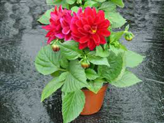 Yıldız Çiçeği Bakımı Nasıl Yapılır?